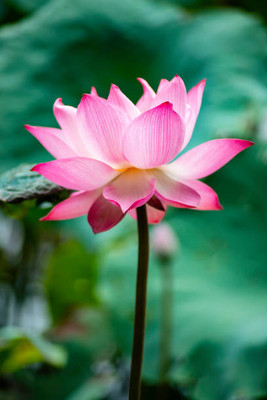 MOOFGA lotus,kamal gatta Seed(11 per packet)