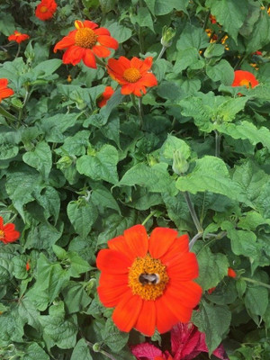MWHY Tithonia Orange Flower Seed(25 per packet)