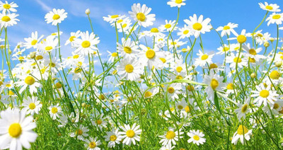 CYBEXIS XLL-1 - Roman Chamomile - (750 Seeds) Seed(750 per packet)