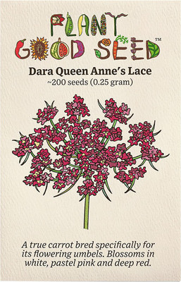 VibeX XL-46 - Dara Queen Anne's Lace/Wild Carrot - (60 Seeds) Seed(60 per packet)