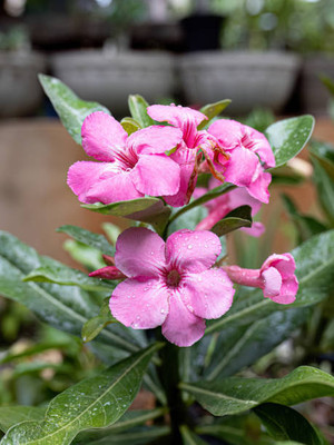 XOLDAA balsam frower Seed(30 per packet)
