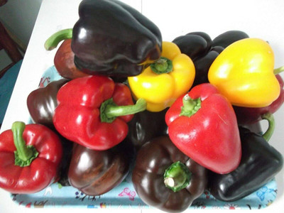 CYBEXIS High Yield Seeds of Sweet Bell Pepper Mix Capsicum1200 Seeds Seed(1200 per packet)
