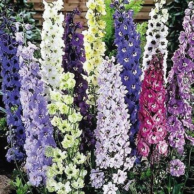 XOLDA Exotic larkspur Seed(1 per packet)