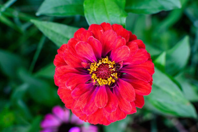Audhav Zinnia Red Flower Seed(50 per packet)