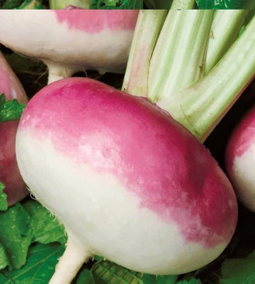 Quentova Turnip - Purple Top White Globe-SWAT-11V Seed(300 per packet)