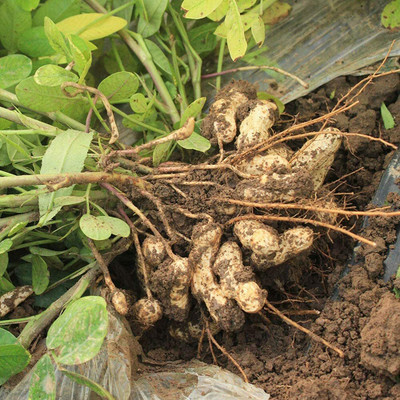 CYBEXIS Black Peanut Seeds2000 Seeds Seed(2000 per packet)