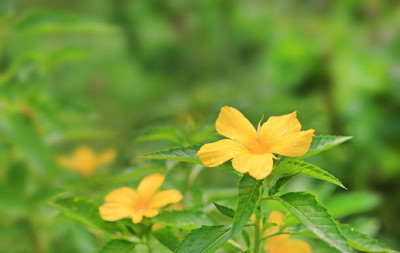 usdeepar rtetail kanakambaram-firecracker-crossandra Seed(39 per packet)
