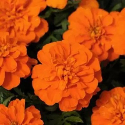 MAA Mairgold Orange Seed(95 per packet)