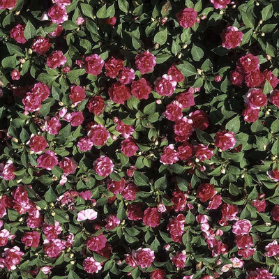 CYBEXIS Balsam Tom Thumb Seeds Seed(1 g)