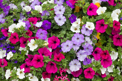 Arshiayat Petunia Double Mix flower Seed Seed(25 per packet)