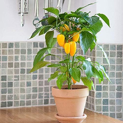 KNESSiN Hot Chilli Pepper Yellow Seed(200 per packet)