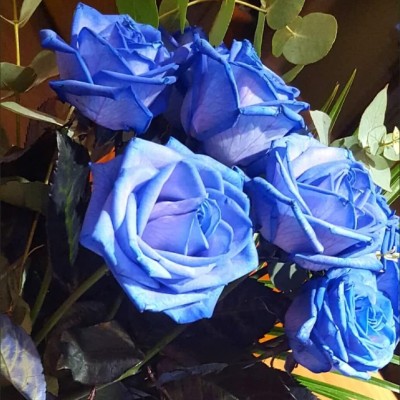 Qualtivate GBPT-9A Blue Rare Rose Seeds Seed(25 per packet)