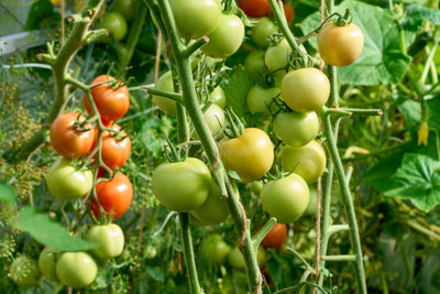 SIDDHARTH FISH FARM tomato Seed(145 per packet)