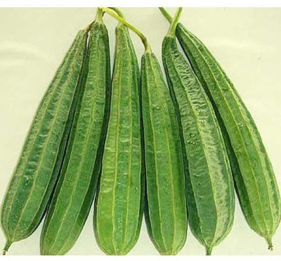 CYBEXIS TLX-41 - Ridge Gourd Turai Tura Luffa Jhinga - (100 Seeds) Seed(100 per packet)