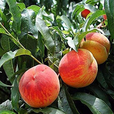 ACCELCROP Peach Fruit Seeds For Home Gardening Seed(1 per packet)