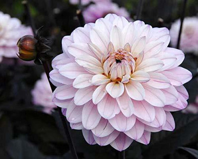 KANAYA Dahlia Mix Flower Seed(70 per packet)
