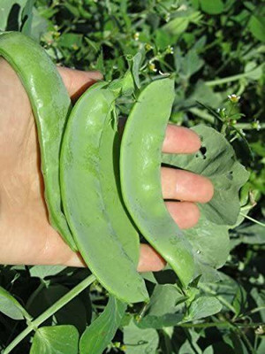 VibeX NBIR-8 - Giant Snow Pea - (100 Seeds) Seed(100 per packet)