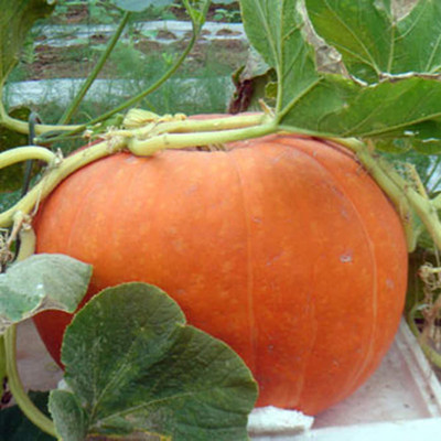 CYBEXIS Organic Giant Huge Pumpkin Seeds400 Seeds Seed(400 per packet)