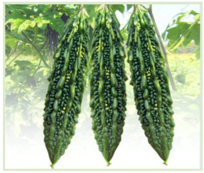Quentova Bitter gourd, Karela Seeds-VXL Seed(75 per packet)