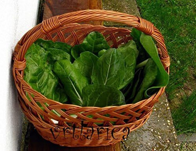 KNESSiN Beta Vulgaris Swiss Chard Vegetable Seeds Seed(200 per packet)