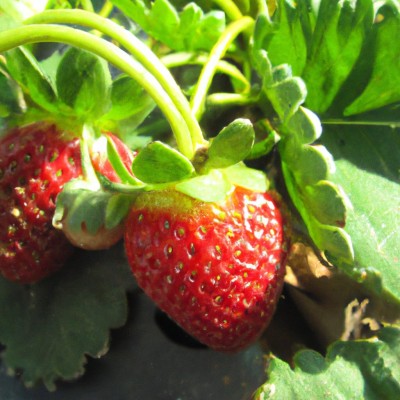 Flipkart SmartBuy Strawberry Fruit Seed(30 per packet)