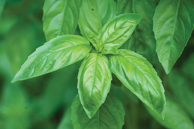 VibeX HUA-99 - Genovese Sweet Large Leaf Basil - (1500 Seeds) Seed(1500 per packet)
