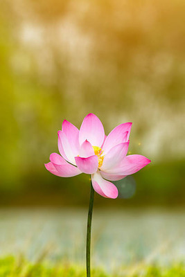 Oliver lotus,kamal gatta Seed(14 per packet)