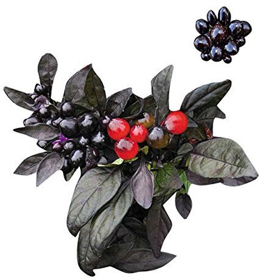KNESSiN Black Pearl Pepper Chilli[400 Seeds] Seed(400 per packet)