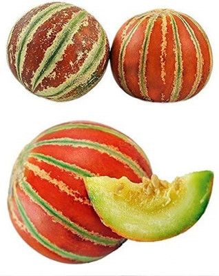 KNESSiN Hybrid Muskmelon[200 Seeds] Seed(200 per packet)