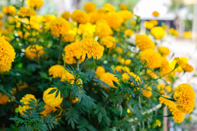 Naturewise marigold/gende ka phool flower seeds Seed(75 per packet)
