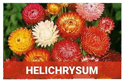 CYBEXIS Helichrysum400 Seeds Seed(400 per packet)