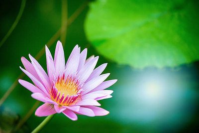 NaturePlanet lotus,kamal gatta Seed(15 per packet)