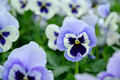 Aywal Pansy Viola Mixed Flower Seed(70 per packet)