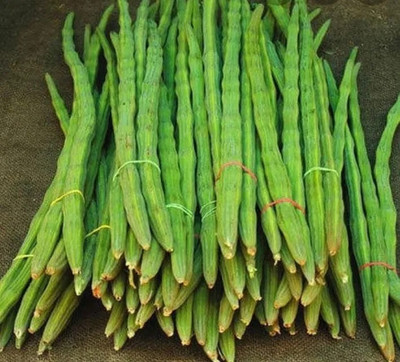 RSLT Drumstick - Moringa Oleifera Seed(250 per packet)
