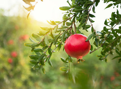 GLOBQRO Pomegranate Plant(Hybrid, Pack of 1)