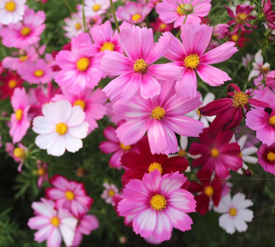 the green dotcom Cosmos Mix Flower Seed(50 per packet)