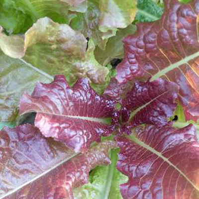 CYBEXIS Hardy Purple Lettuce Seeds2000 Seeds Seed(2000 per packet)