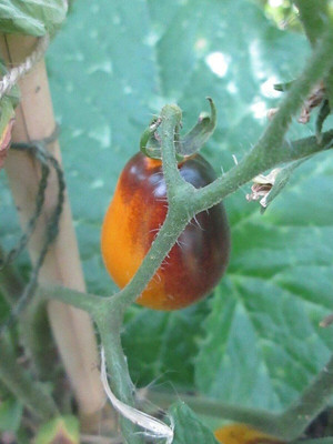 CYBEXIS High Germination Seeds of Rare Tomato Indigo2000 Seeds Seed(2000 per packet)