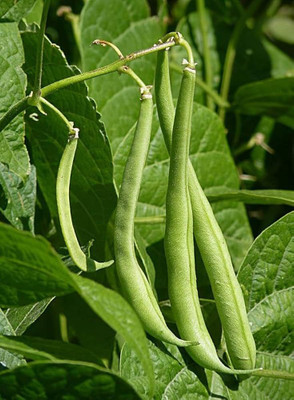 ibains Hybrid beans seeds pack of 64 Seed(64 per packet)
