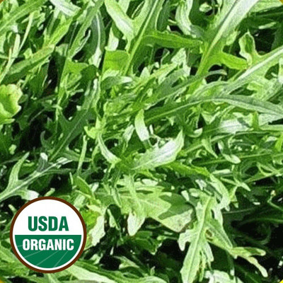 Qualtivate VVI-71 Arugula Wild Rocket Rucola Selvatica Seed(500 per packet)