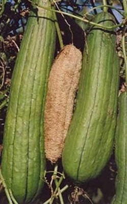 Qualtivate PUA-4A Luffa (Sponge Gourd) Seeds Seed(50 per packet)