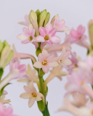 BJUBAS New Tuberose flower seeds/Tuberose flower seeds 15 Seed(15 per packet)