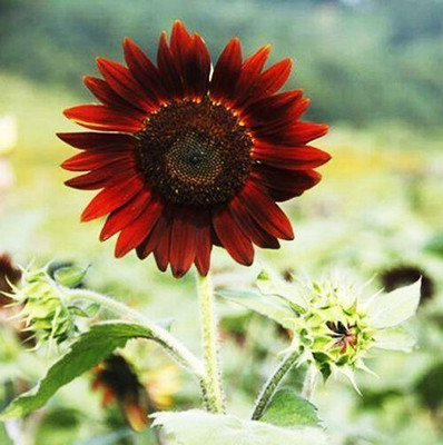 BSARKAR Red sunflower seed Seed(20 per packet)