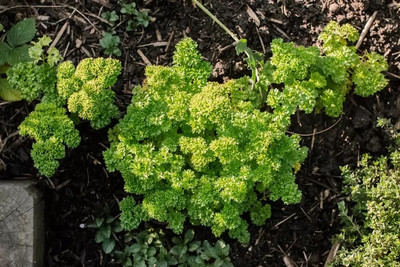 SOWCAN Triple Curled Parsley herb Seed(100 per packet)