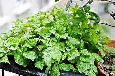 Qualtivate KGF -57 Kaori Ao Shiso Perilla Seeds Seed(300 per packet)