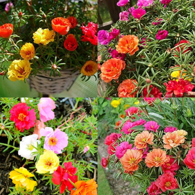 ibains 10 o clock flower seeds bij Seed(21 per packet)