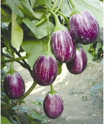 Avysa Vegetable Hybrid Brinjal Seeds for Home Garden Purple Eggplant Baby Eggplant Seed(100 per packet)