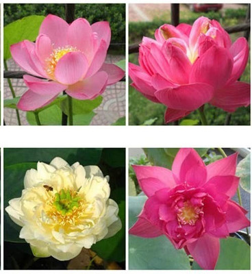 CYBEXIS TLX-92 - Aquatic Water Lily/Lotus - (270 Seeds) Seed(270 per packet)