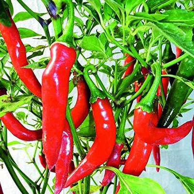 WILLVINE Organic Chilli Pepper Seeds-[300 Seeds] Seed(300 per packet)