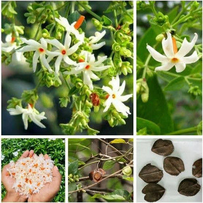 BSARKAR Flowering Jasmine, Harsingar, Parijat Flower, Shiuli Flower seeds Seed(5 per packet)